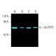 SH-PTP1 (D-11): sc-7289. Fluorescent western blot analysis of SH-PTP1 expression in HL-60 (A), U-937 (B), HEL 92.1.7 (C) a 