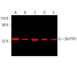SH-PTP1 (D-11): sc-7289. Near-Infrared western blot analysis of SH-PTP1 expression in HL-60 (A), U-937 (B), HEL 92.1.7 (C) 