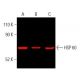 HSP 60 (H-1): sc-13115. Near-Infrared western blot analysis of HSP 60 expression in K-562 (A), HEK293T (B) and F9 (C) whol