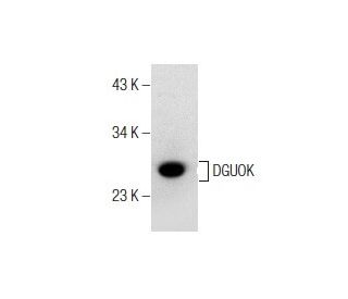 DGUOK Antibody (H-2) - Western Blotting - Image 155798 