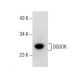 DGUOK Antibody (H-2) - Western Blotting - Image 155798 