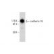 cadherin-16 Antibody (E-7) - Western Blotting - Image 292912