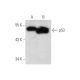p53 (X77): sc-56186. Western blot analysis of p53 expression in... 