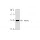 mouse liver extract: sc-2256. Western blot analysis of HMGCL expression... 