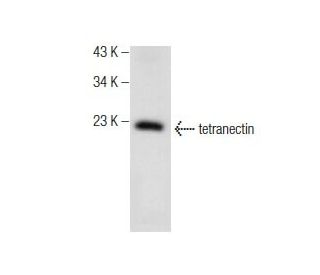 tetranectin Antibody (F-8) - Western Blotting - Image 160687 