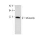 tetranectin Antibody (F-8) - Western Blotting - Image 160687 