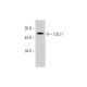 LULL1 (C-15): sc-240578. Western blot analysis of LULL1 expression in mouse lung tissue extract.