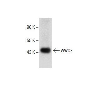mouse ovary extract: sc-2404. Western blot analysis of WWOX expression... 
