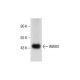 mouse ovary extract: sc-2404. Western blot analysis of WWOX expression... 