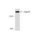 mouse spleen extract: sc-2391. Western blot analysis of Jagged2 expression...