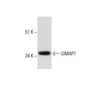 mouse spleen extract: sc-2391. Western blot analysis of GIMAP1 expression... 