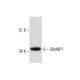 mouse spleen extract: sc-2391. Western blot analysis of GIMAP1 expression... 