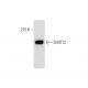 mouse thymus extract: sc-2406. Western blot analysis of SH3TC1 expression...