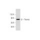 mouse thymus extract: sc-2406. Western blot analysis of Themis expression... 