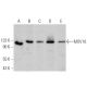 MOV10 Antibody (B-3) - Western Blotting - Image 359933 