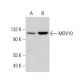 MOV10 Antibody (B-3) - Western Blotting - Image 383205