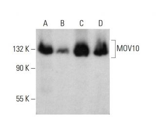 MOV10 Antibody (B-3) - Western Blotting - Image 386139 