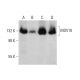 MOV10 Antibody (B-3) - Western Blotting - Image 386139 