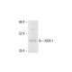 MOX-1 Antibody (B-5) - Western Blotting - Image 412145