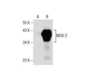 MOX-2 Antibody (A-8) - Western Blotting - Image 158461