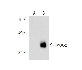 MOX-2 Antibody (F-7) - Western Blotting - Image 286008