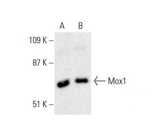 Mox1 Antibody (C-10) - Western Blotting - Image 386260 