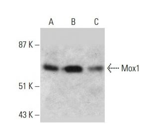 Mox1 Antibody (C-10) - Western Blotting - Image 387378