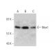 Mox1 Antibody (C-10) - Western Blotting - Image 387378