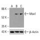 Mox1 抗體 (C-10):sc-518023。Western blot 分析未處理 HeLa (A)、化學處理 HeLa (B) 及 K-562 (C) 完整細胞裂解液中 Mox1 之表現。β-肌動蛋白(C4):sc-47778 用作上樣對照。檢測試劑:m-IgG Fc BP-HRP:sc-525409。 Mox1 Antibody (C-10) - Western Blotting - Image 416147