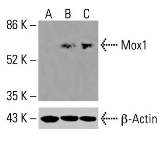 Mox1 Antibody (C-10) - Western Blotting - Image 416147Each CRISPR/Cas9 Knockout (KO) Plasmid product consists of a pool of 3 plasmids designed to ensure identification and cleavage of a specific gene for maximum knockout efficiency. Each plasmid encodes a unique 20 nt sequence derived from the GeCKO (v2) library.