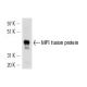 MP1 Antibody (A-12) - Western Blotting - Image 13736