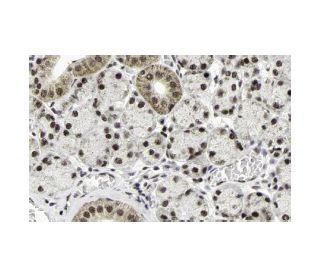 MP1 Antibody (B-12) - Immunohistochemistry - Image 13239 