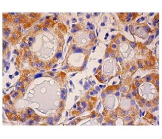 MP1 Antibody (H-6) - Immunohistochemistry - Image 284883 