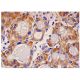 MP1 Antibody (H-6) - Immunohistochemistry - Image 284883 