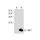 MP1 Antibody (H-6) - Western Blotting - Image 159252 