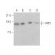 MP1 Antibody (H-6) - Western Blotting - Image 373563