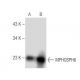 MPHOSPH6 Antibody (A-9) - Western Blotting - Image 285025