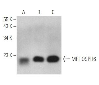 MPHOSPH6 Antibody (A-9) - Western Blotting - Image 369419 