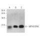 MPHOSPH6 Antibody (A-9) - Western Blotting - Image 369419 