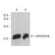 MPHOSPH6 Antibody (A-9) - Western Blotting - Image 369425 
