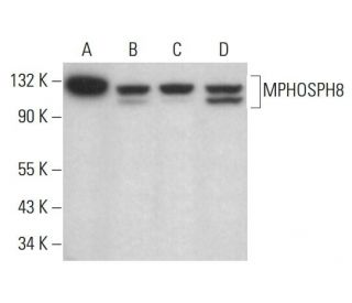 MPHOSPH8 Antibody (C-8) - Western Blotting - Image 383901 