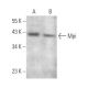 Mpi Antibody (B-2) - Western Blotting - Image 371264