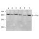 Mpi Antibody (E-4) - Western Blotting - Image 371263 