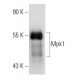 Mpk1 Antibody (E-9) - Western Blotting - Image 48001