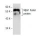 Mpk1 Antibody (F-7) - Western Blotting - Image 150626
