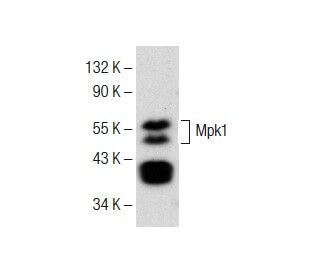 Mpk1 Antibody (F-7) - Western Blotting - Image 150866 