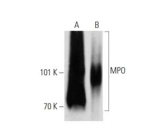 MPO/Myeloperoxidase Antibody (18B7) - Western Blotting - Image 147511