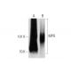 MPO/Myeloperoxidase Antibody (18B7) - Western Blotting - Image 147511
