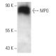 MPO/Myeloperoxidase Antibody (266-6K1) - Western Blotting - Image 13884 