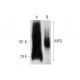 MPO/Myeloperoxidase Antibody (266-6K1) - Western Blotting - Image 147508